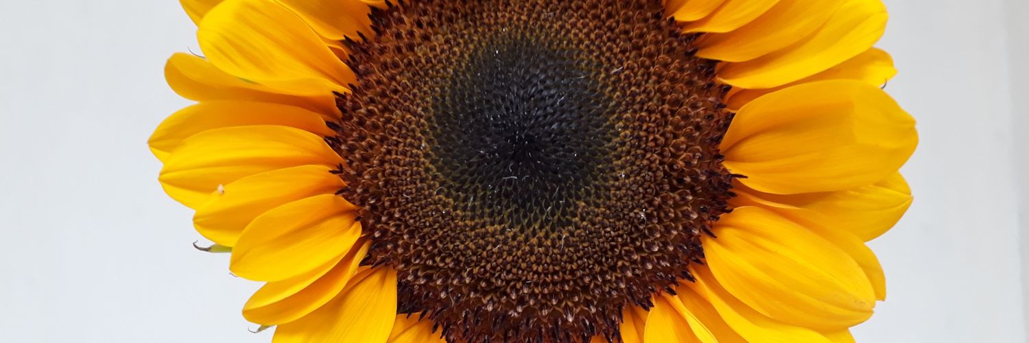 sanamlachmandas's profile banner image