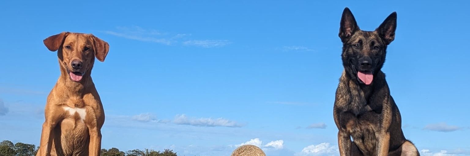 alistairyoung28's profile banner image