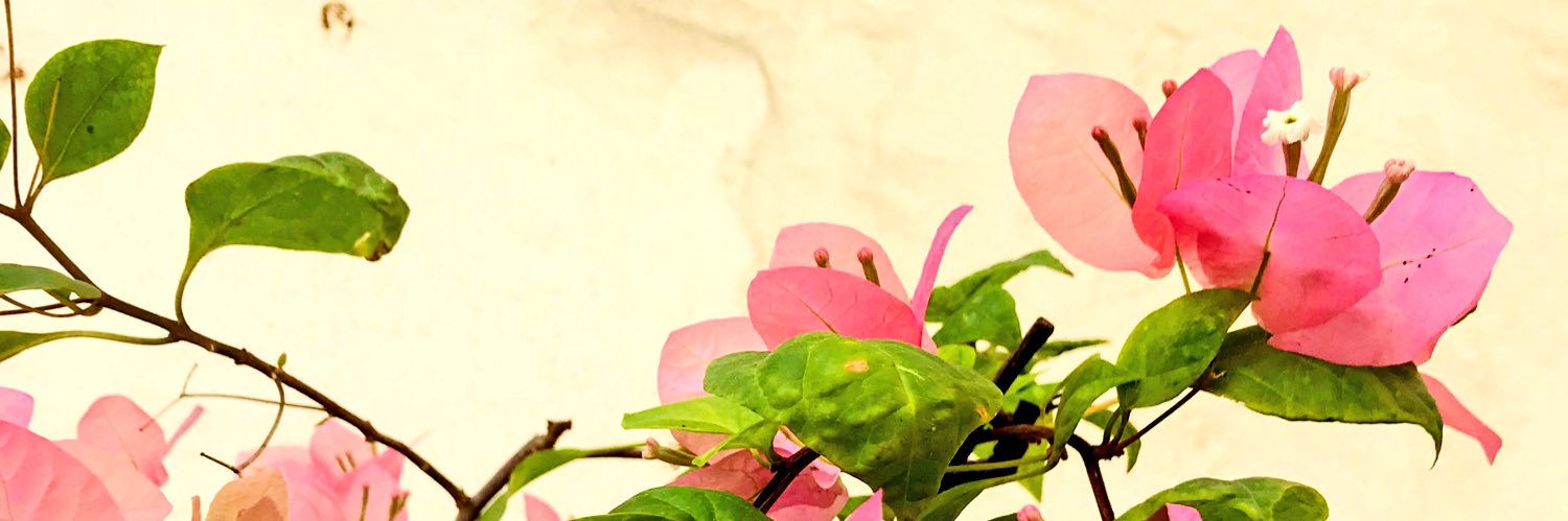 inaa_ali's profile banner image