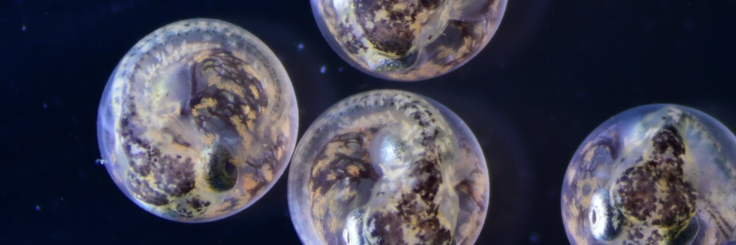 ecotoxdoc banner