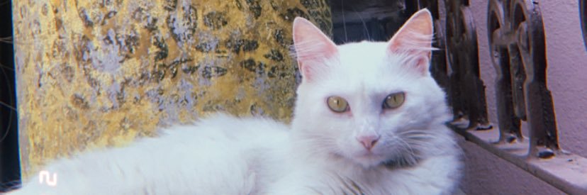 laralasc's profile banner image
