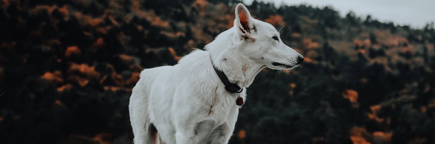 _HunterCaler's profile banner image