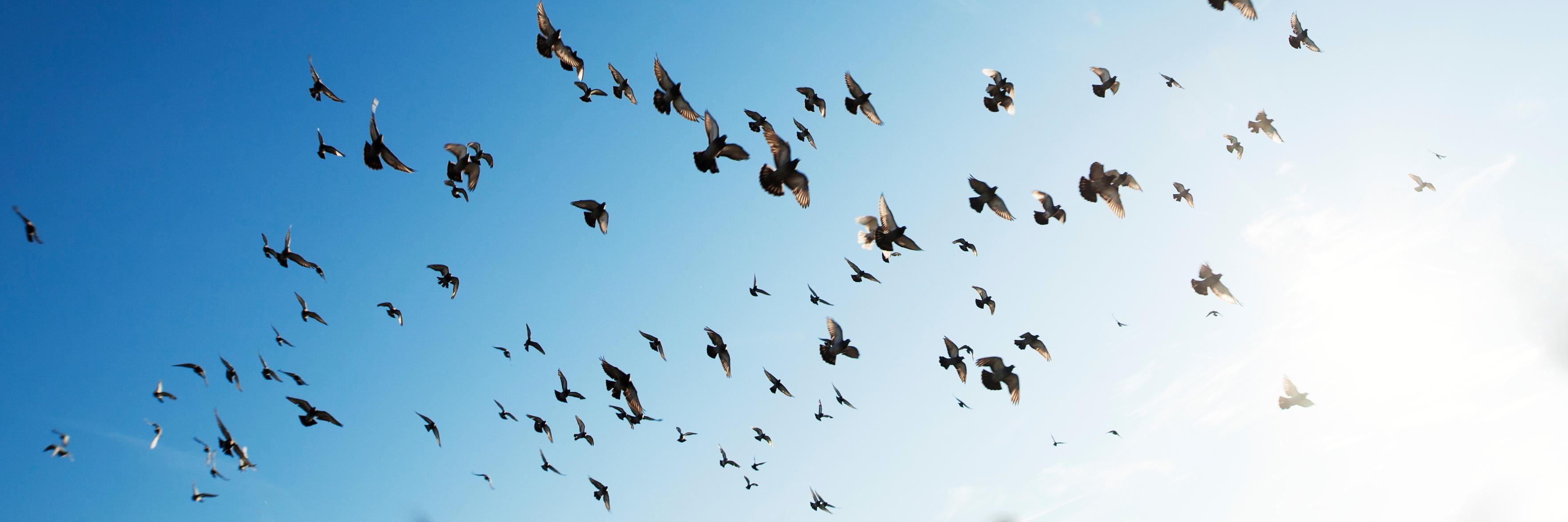 Social Innovations by Social Entrepreneurs banner