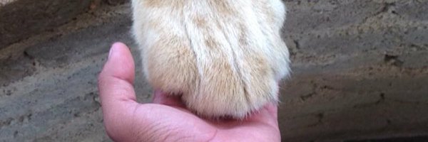 joseheid Profile Banner