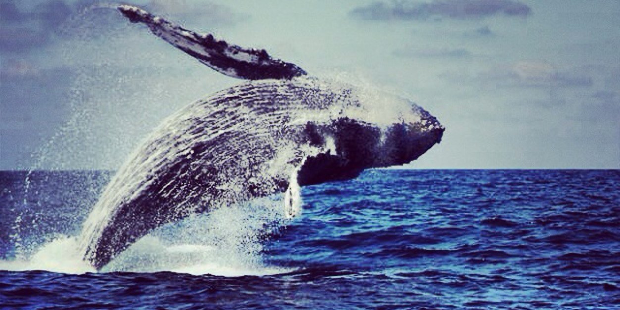 PuntaMitaExpeditions banner