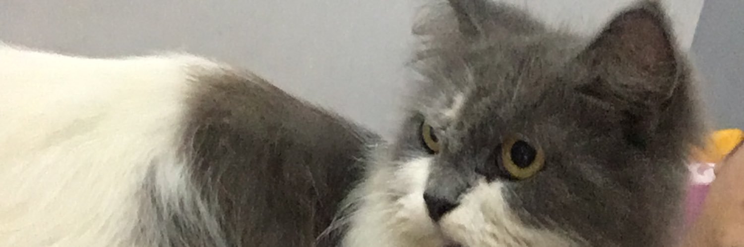 onionsquash's profile banner image