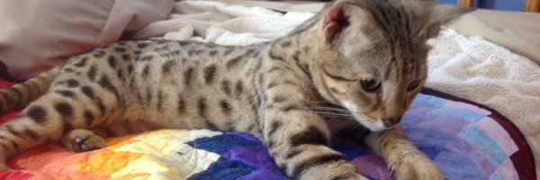 NatsRallyCat Profile Banner