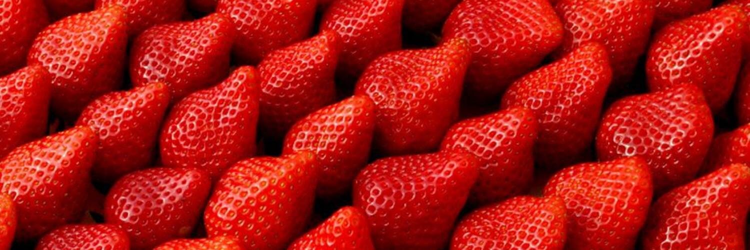 Surfinboa's profile banner image