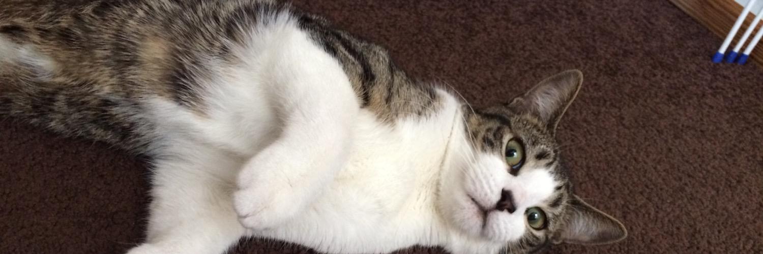 cleggyboy4's profile banner image