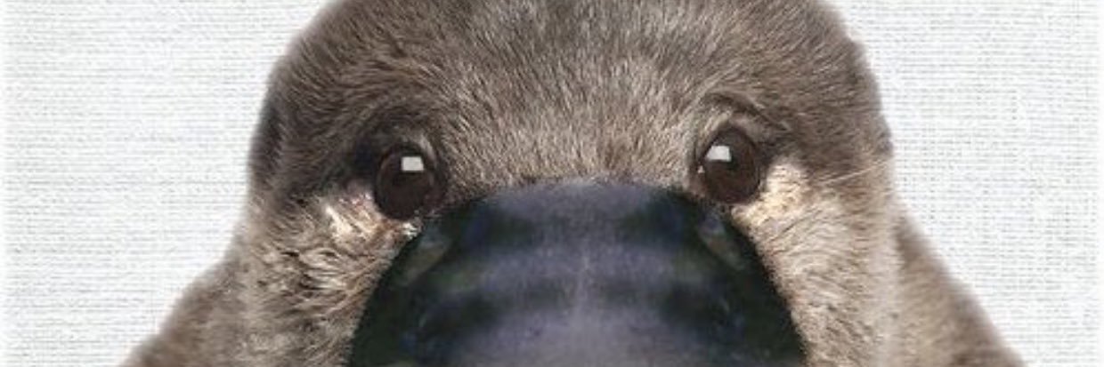 AUS0521's profile banner image