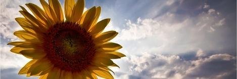 IMDFunnyBee's profile banner image