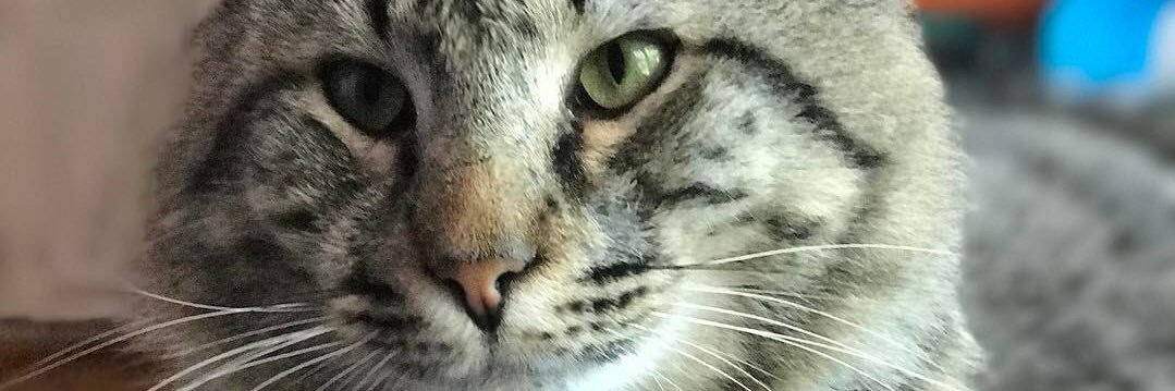OhKavy's profile banner image