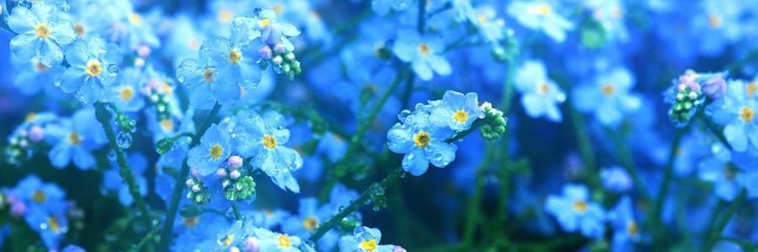 ひめむらさきー姫紫ー🎨 banner