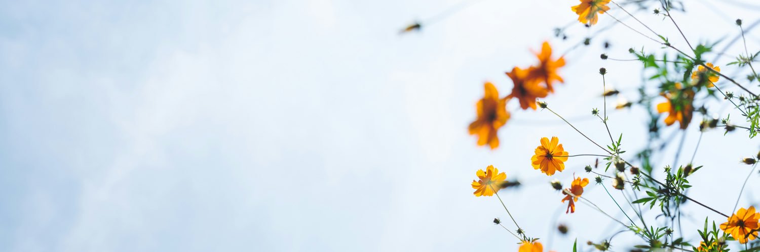 LiesCe27's profile banner image