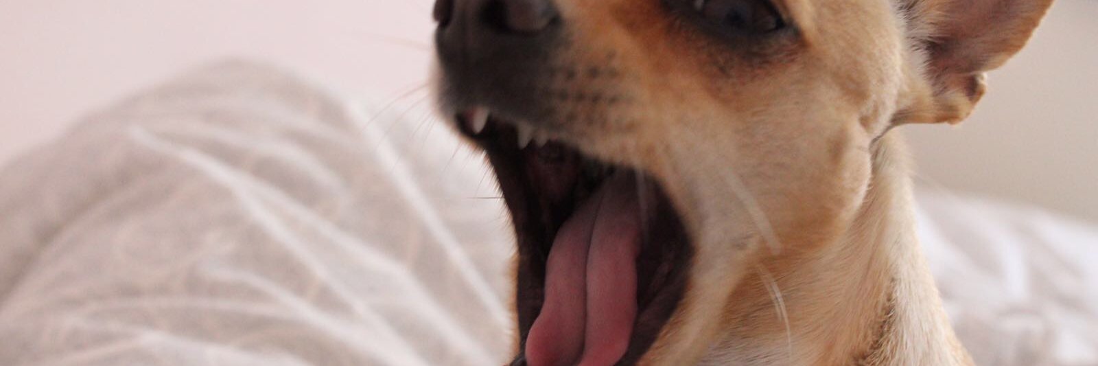 Julialoopez's profile banner image