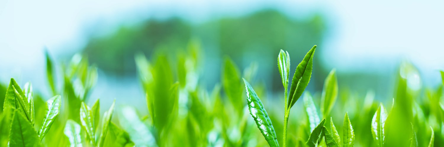 吉田茶園 -さしま茶- banner