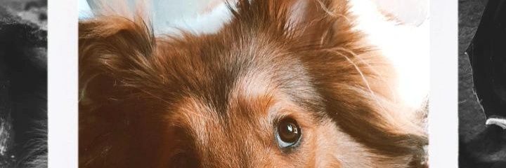 evelaynnn's profile banner image