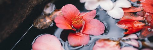 ExquisitePoem's profile banner image