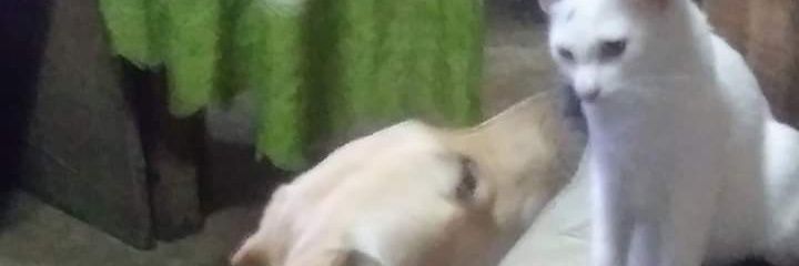 rochelledlopez's profile banner image