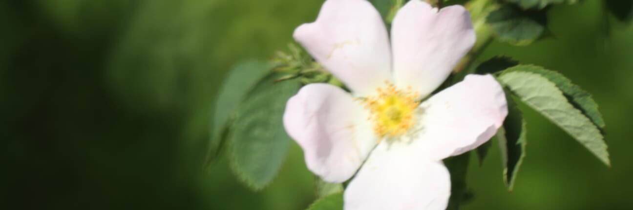SimiSnakebow's profile banner image