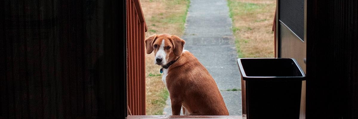 RunPhotoDog's profile banner image