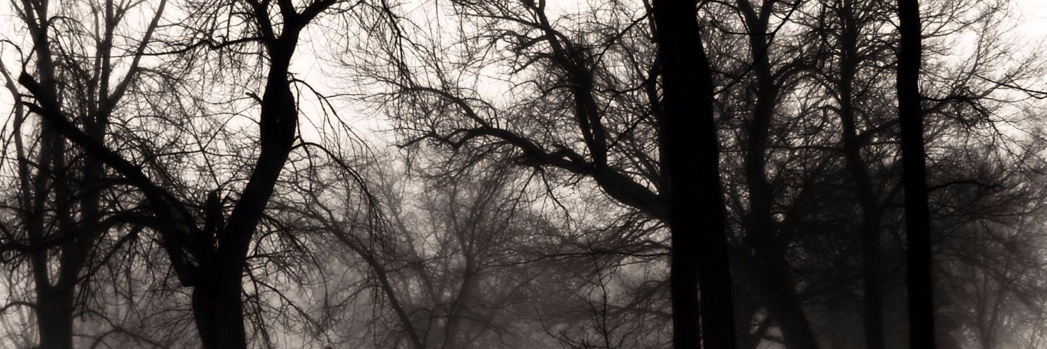 FragileBranch's profile banner image