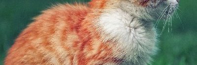 CiaoD's profile banner image