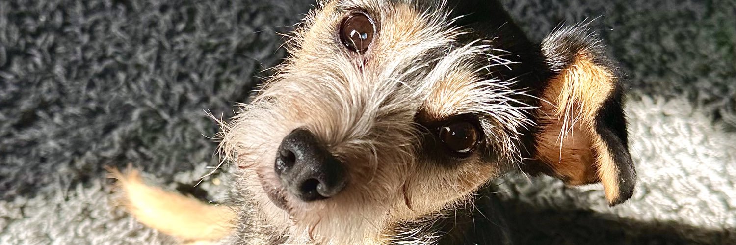 allie banner