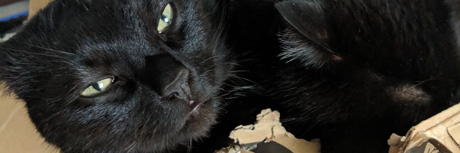 Skarleu's profile banner image