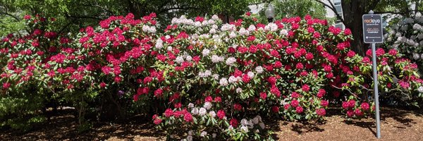 AlinaMOprea Profile Banner