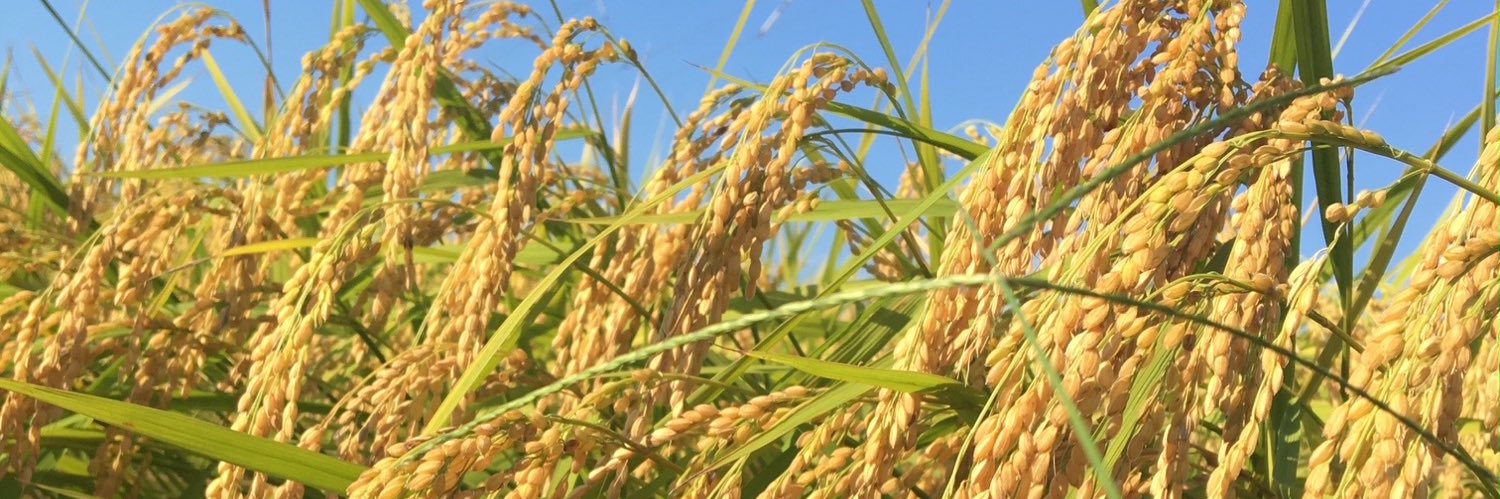 たにりり『よき食べ手』 banner