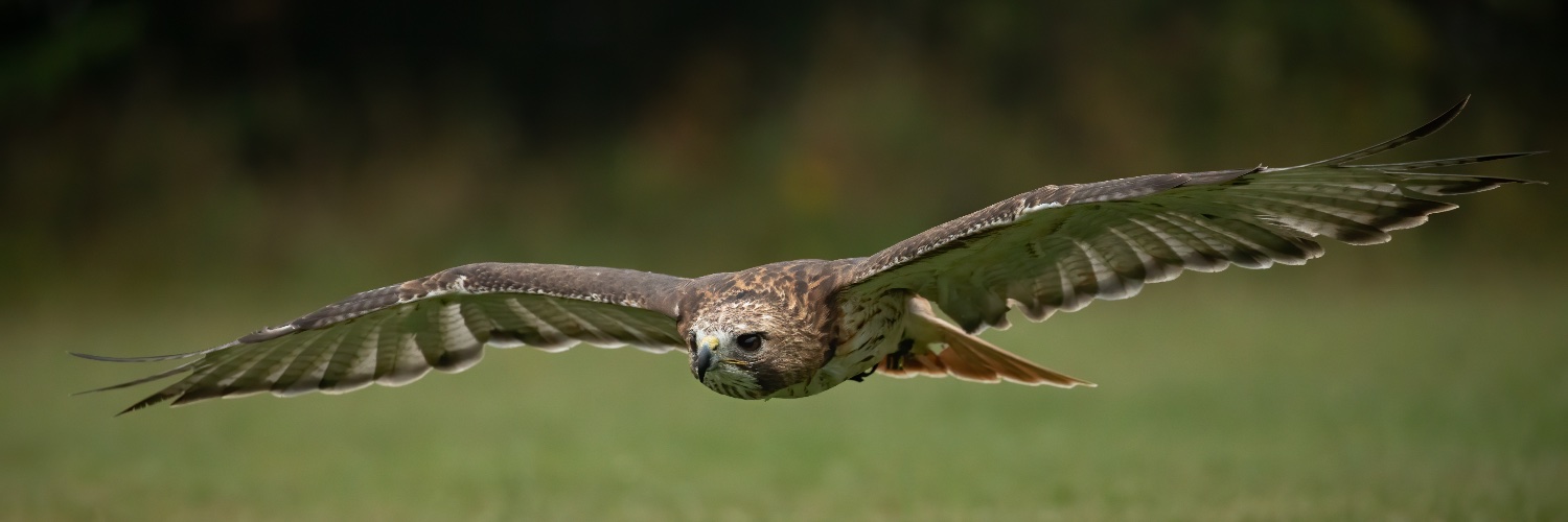 Fens Falconry banner