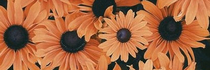 softandcalm1's profile banner image