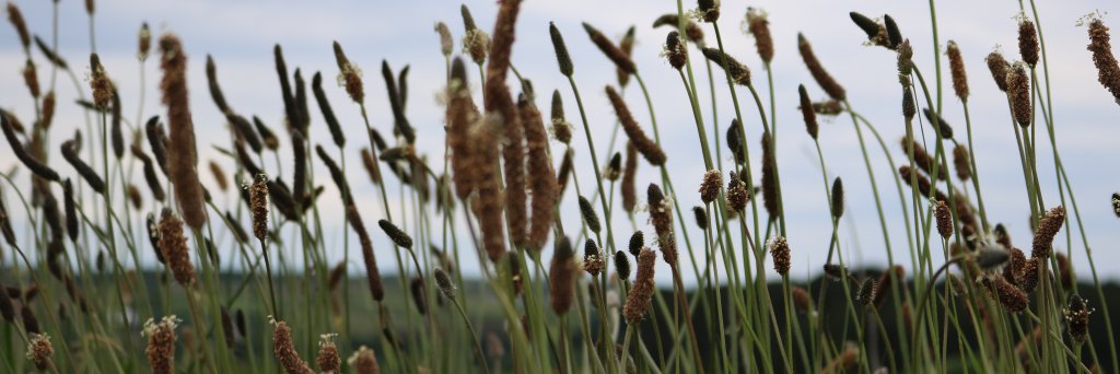 Ana Ballesteros Garcia banner