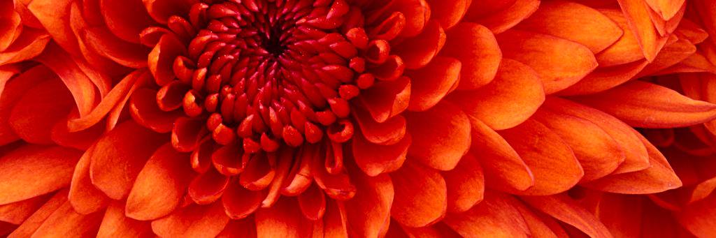 Maureen Manning banner