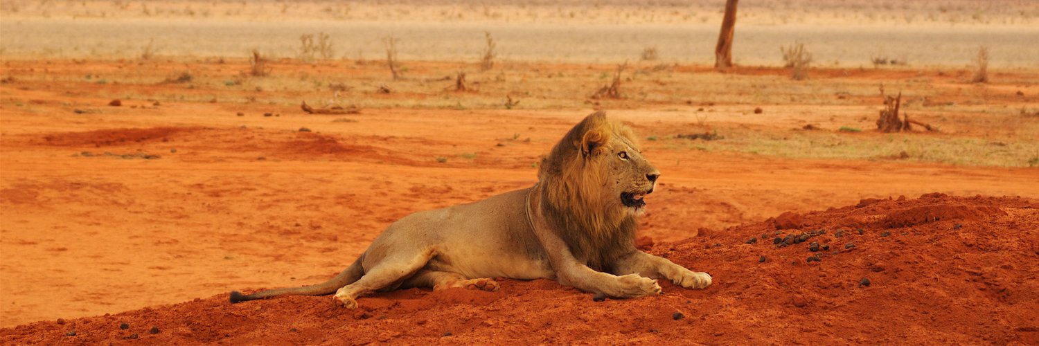 LION AID's banner