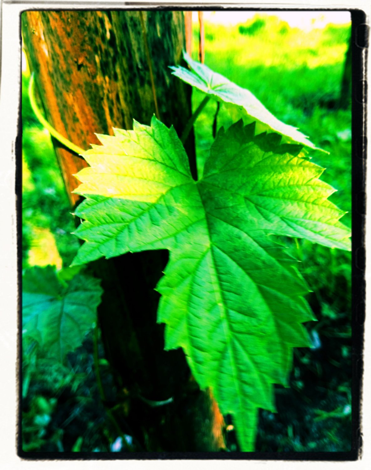 Humledalen banner