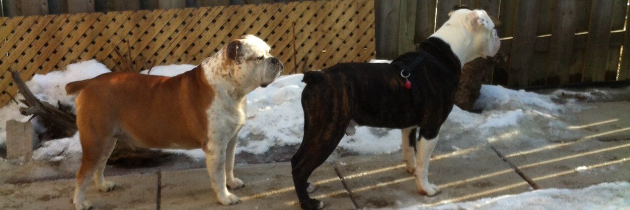 Steve Maracle banner