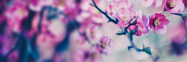 bloomidea Profile Banner