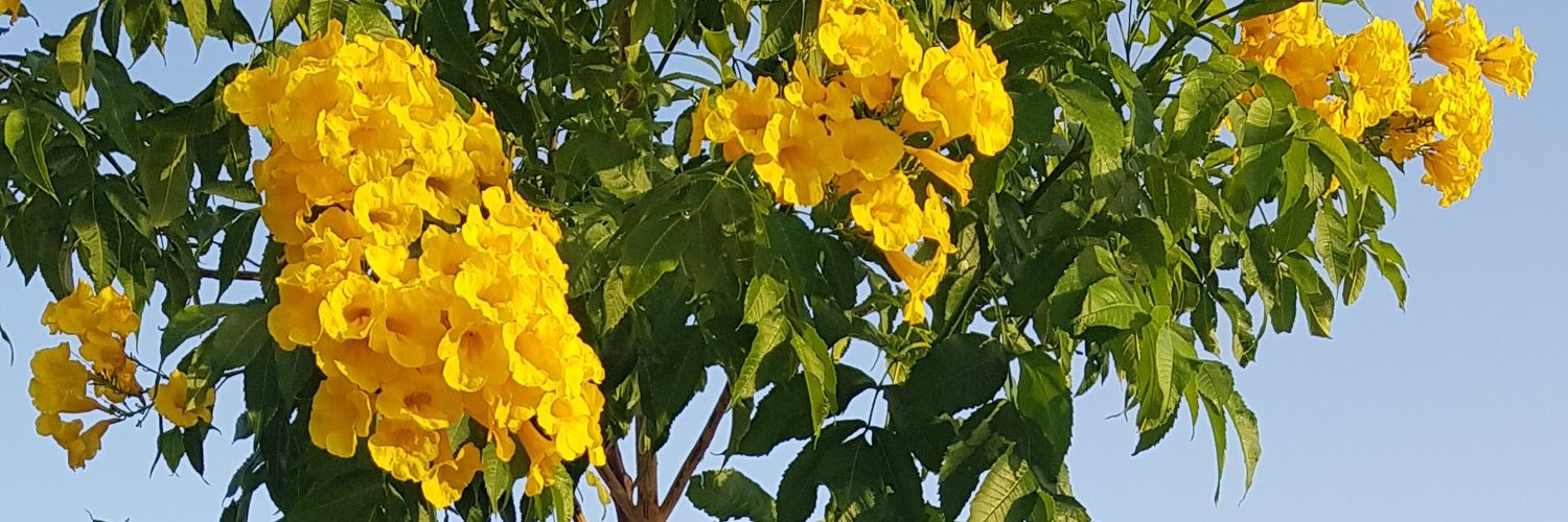 dajq9's profile banner image