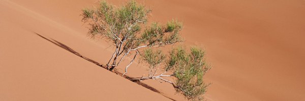 Peskimo_ Profile Banner