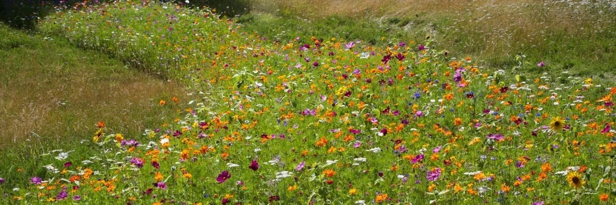 1jenous 1jenous.bsky.social banner