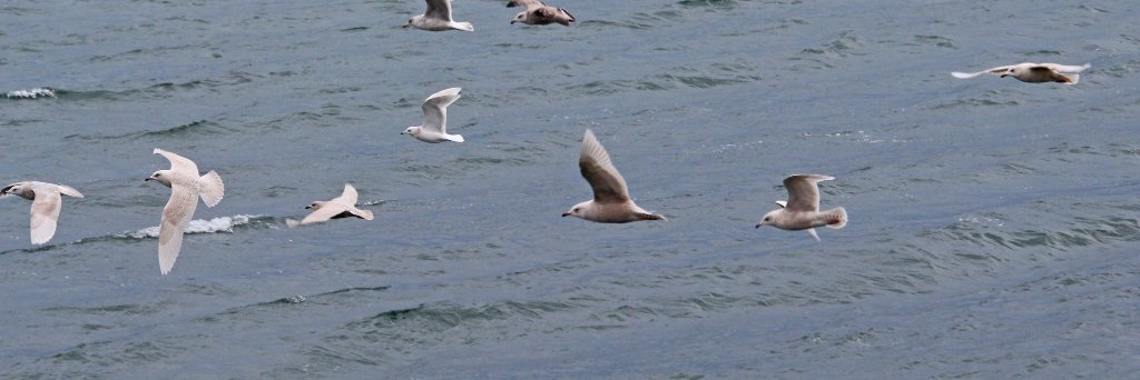 calidris's profile banner image