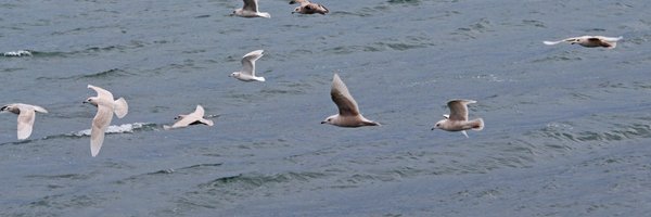 calidris Profile Banner