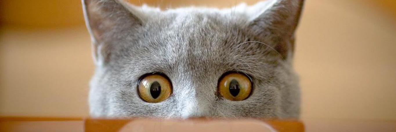 BeBetheCat's profile banner image