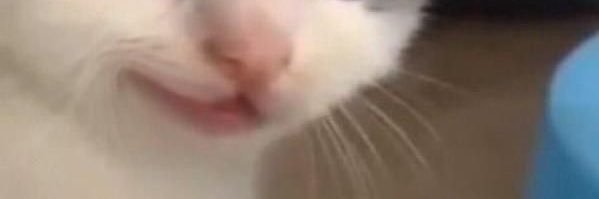 𝘊𝘩𝘦𝘳แมว banner