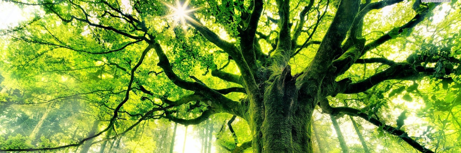 ForrestTalkingT's profile banner image