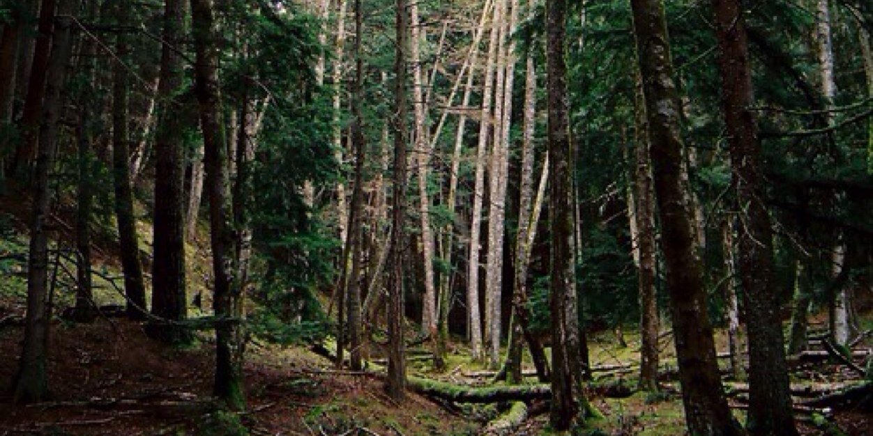 _lmcmahon's profile banner image