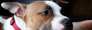 AnimalsofHope's profile banner image