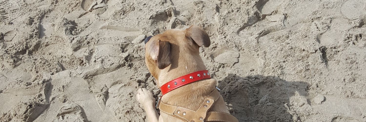 shellydonegal's profile banner image